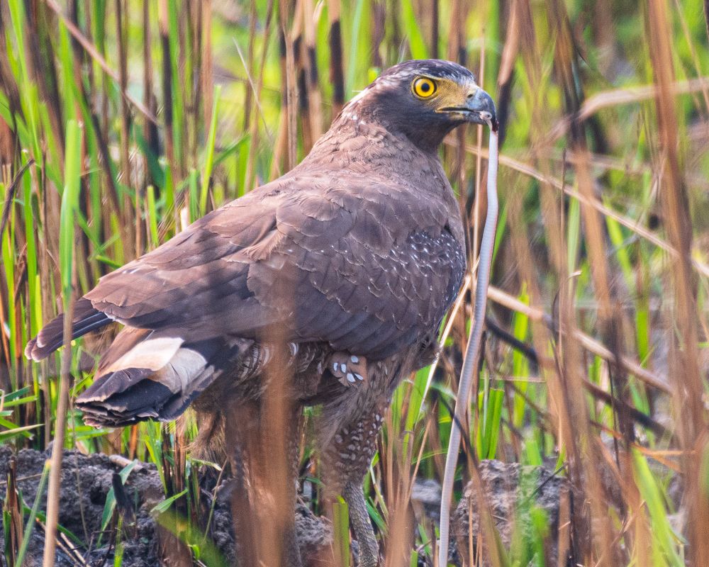 Photograph by Souradeep Chakraborty
