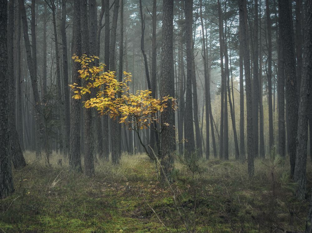 Photograph by Павел Дунюшкин