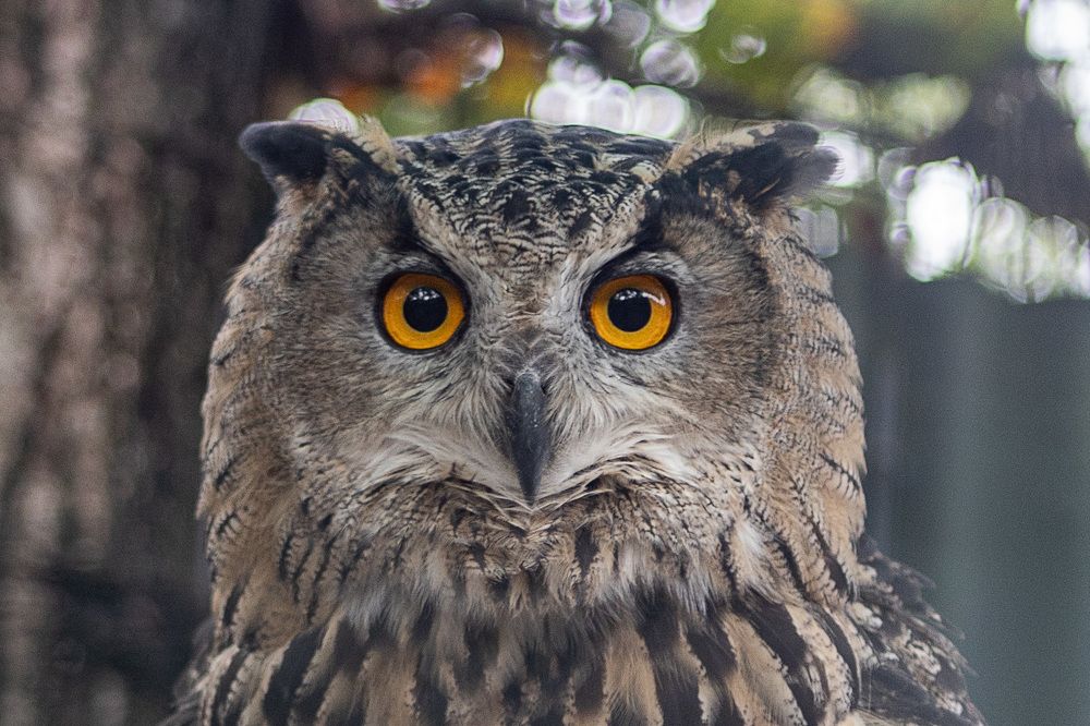 Фотография автора Денис Котренко