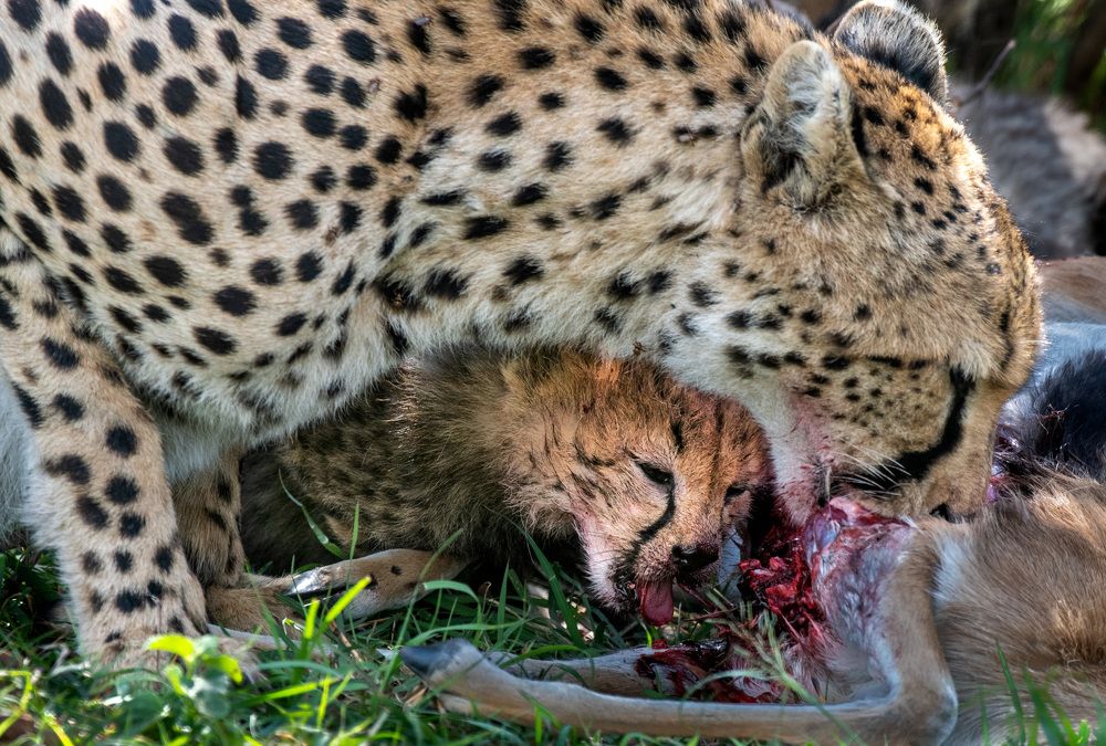 Фотография автора Sajeev Krishnan