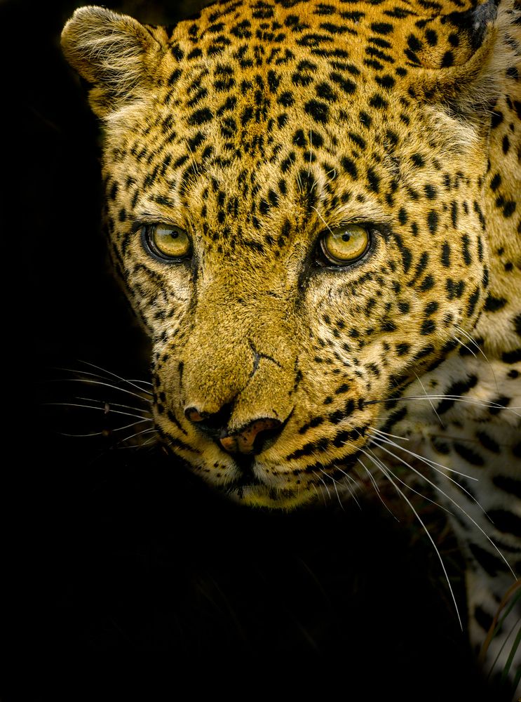 Фотография автора Sajeev Krishnan