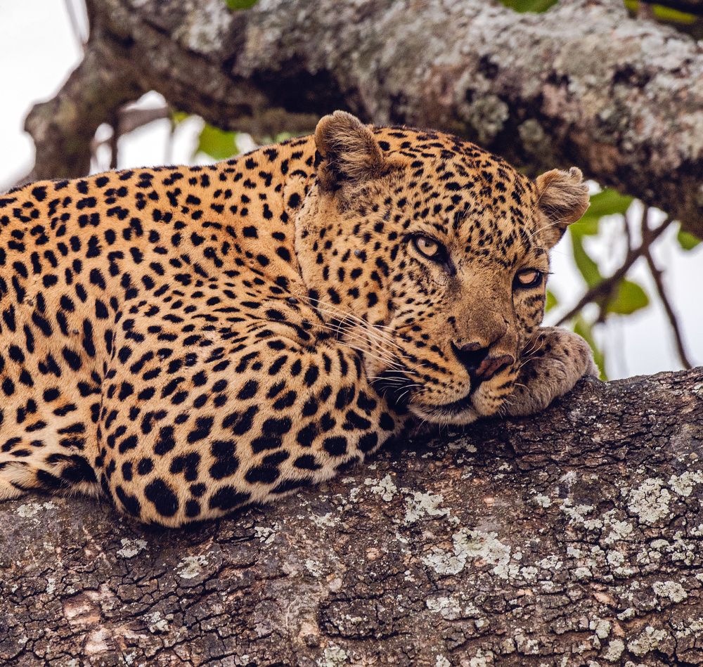 Фотография автора Sajeev Krishnan