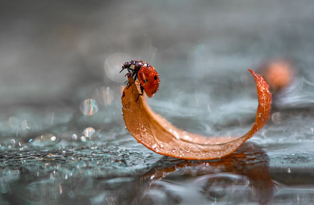 Одиссея капитана Блада