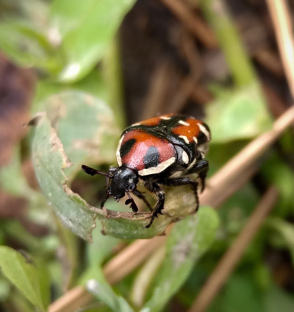 Photograph by Souvik Bhattacharyya