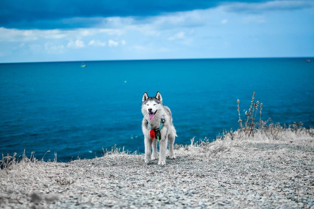 Фотография автора Мария Яропольская