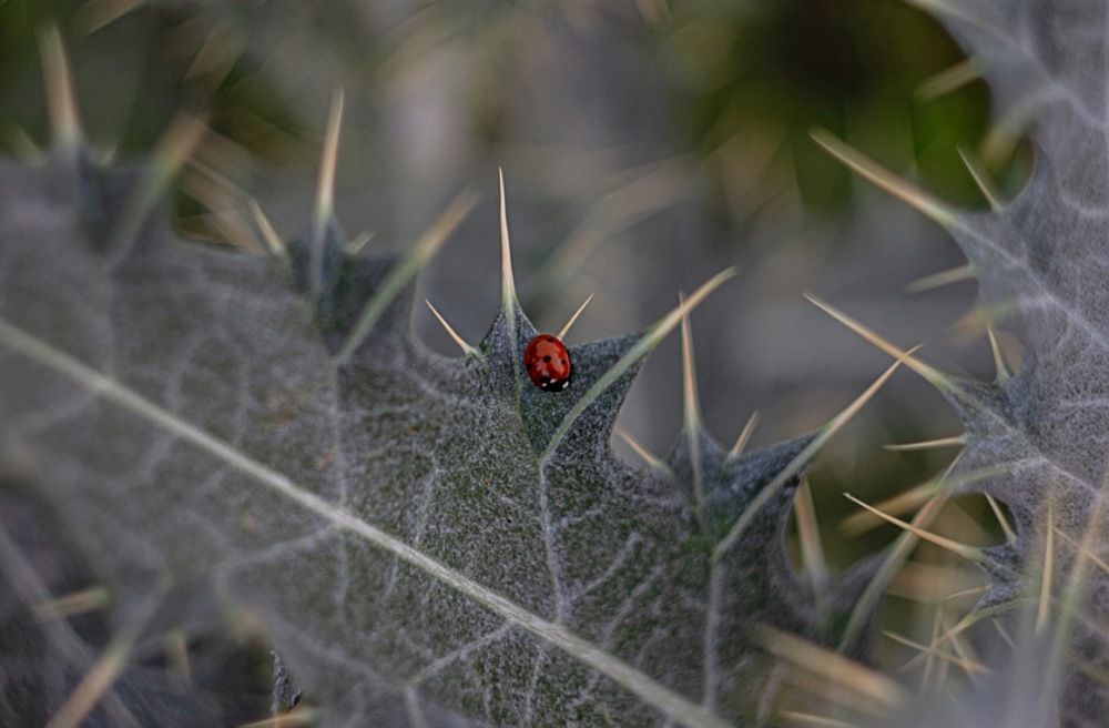 Photograph by Екатерина Першина