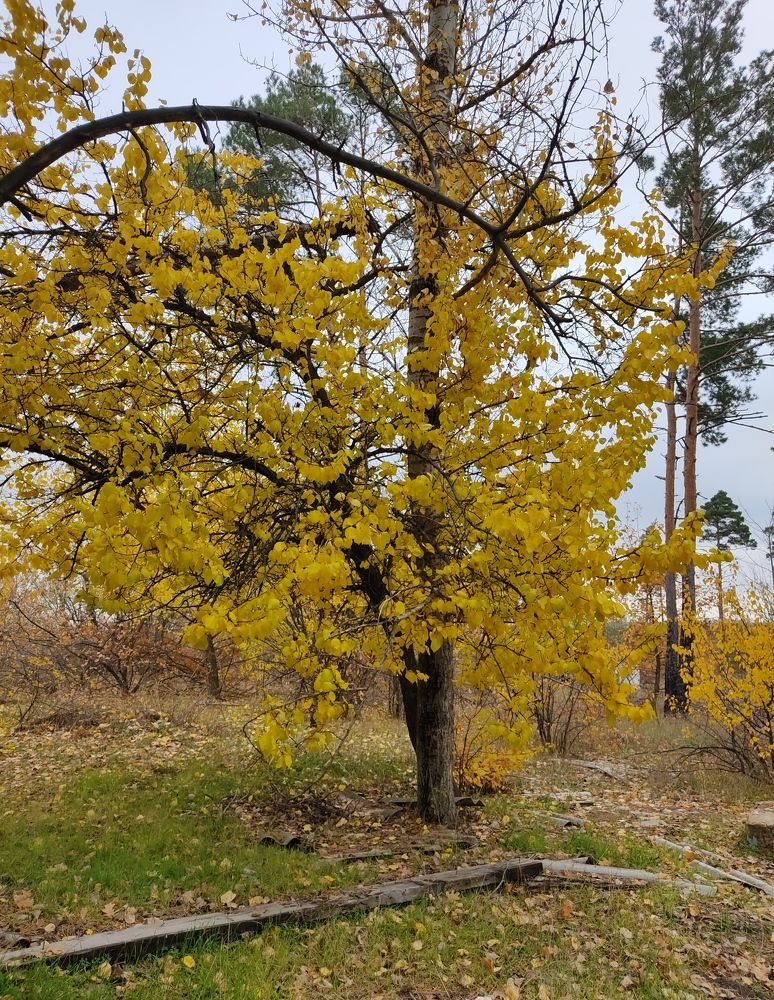 Золотая осень.