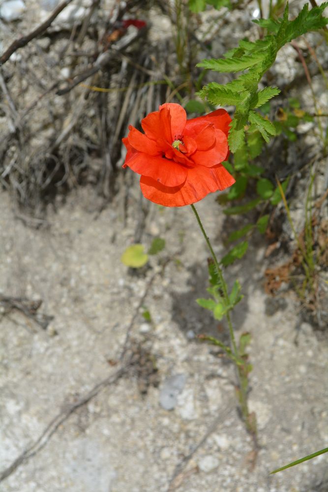 Photograph by Sветлана Афонина