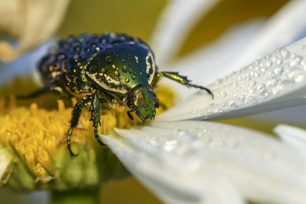 Фотография автора Владимир Пронин
