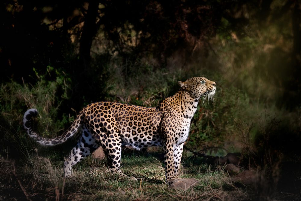 Photograph by Roman Bevzenko