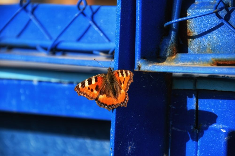 Photograph by Митюшкова Алёна