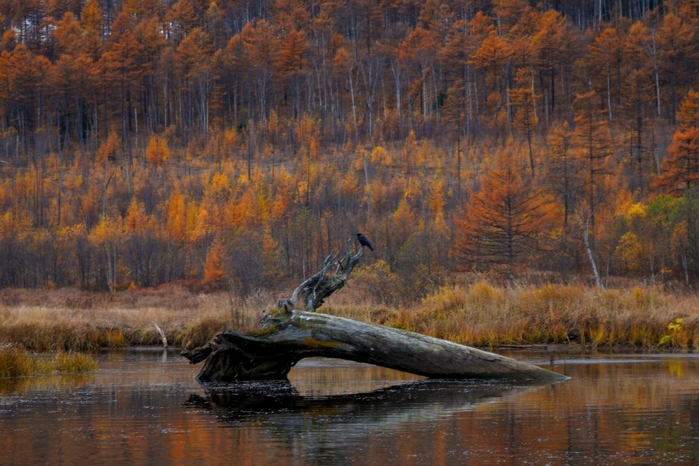 Photograph by Анна Брылева
