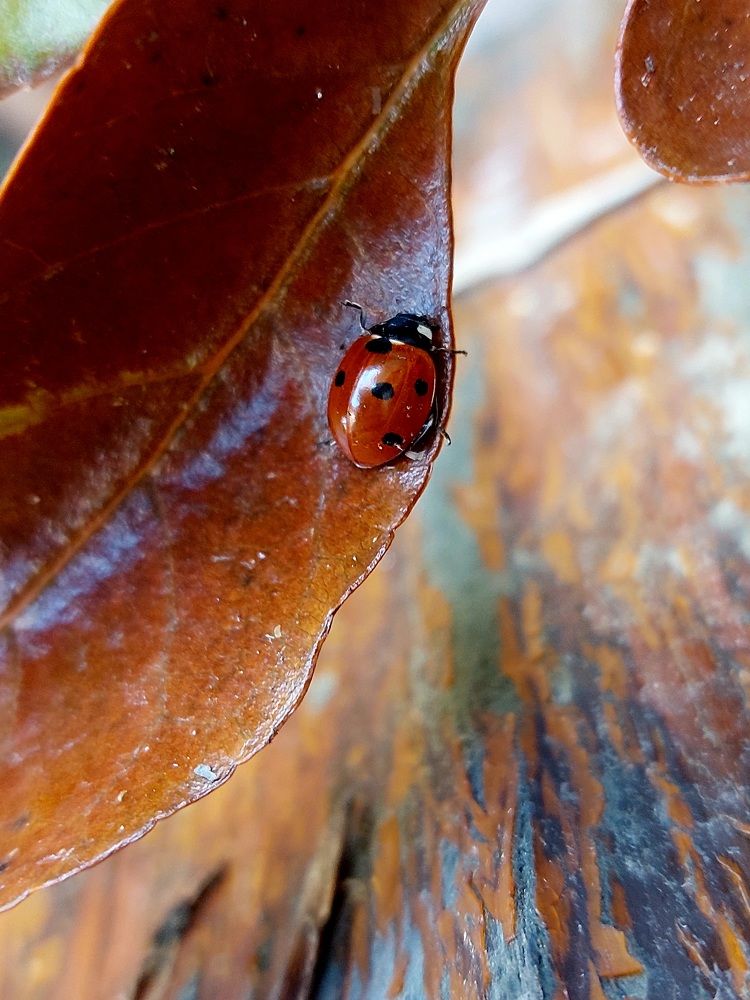 Photograph by Нина Паршина