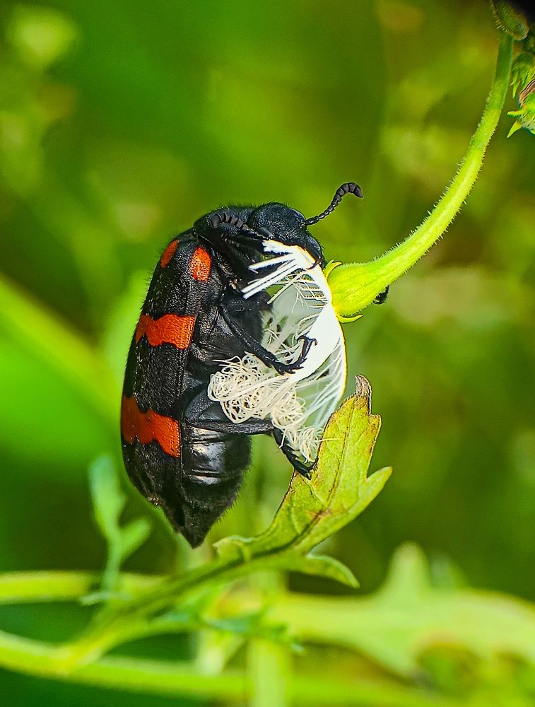 Photograph by Susmita Ghosh