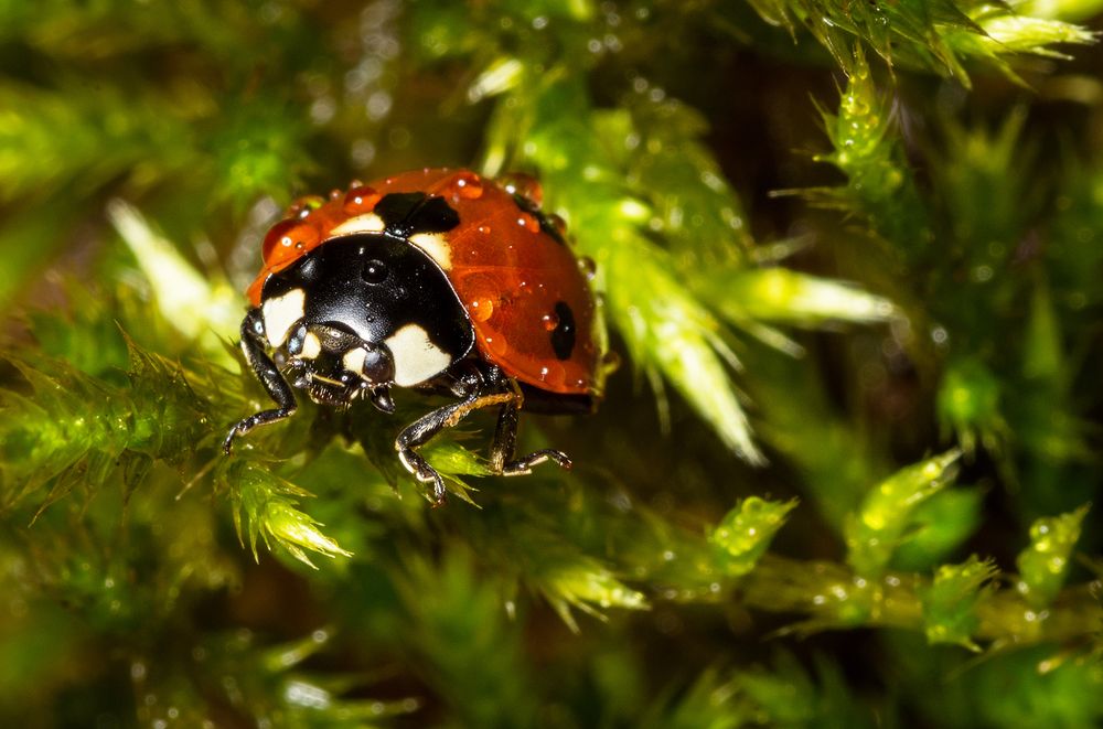 Фотография автора Василев Теодор