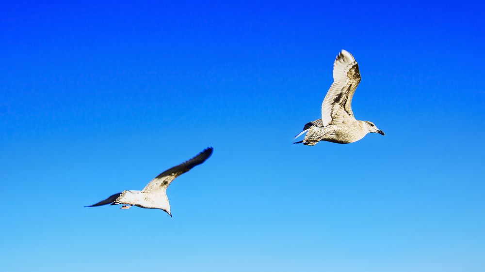 Высоко в небе