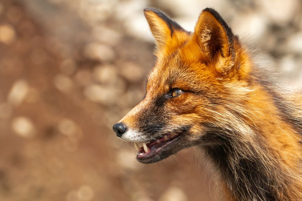 Photograph by Андрей Шишокин