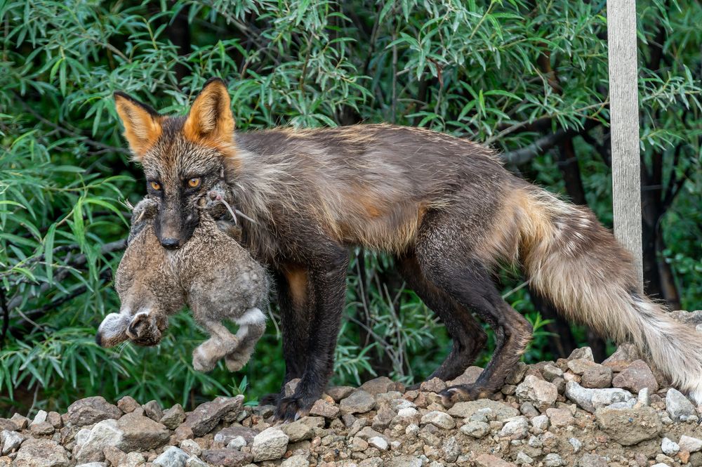 Photograph by Андрей Шишокин