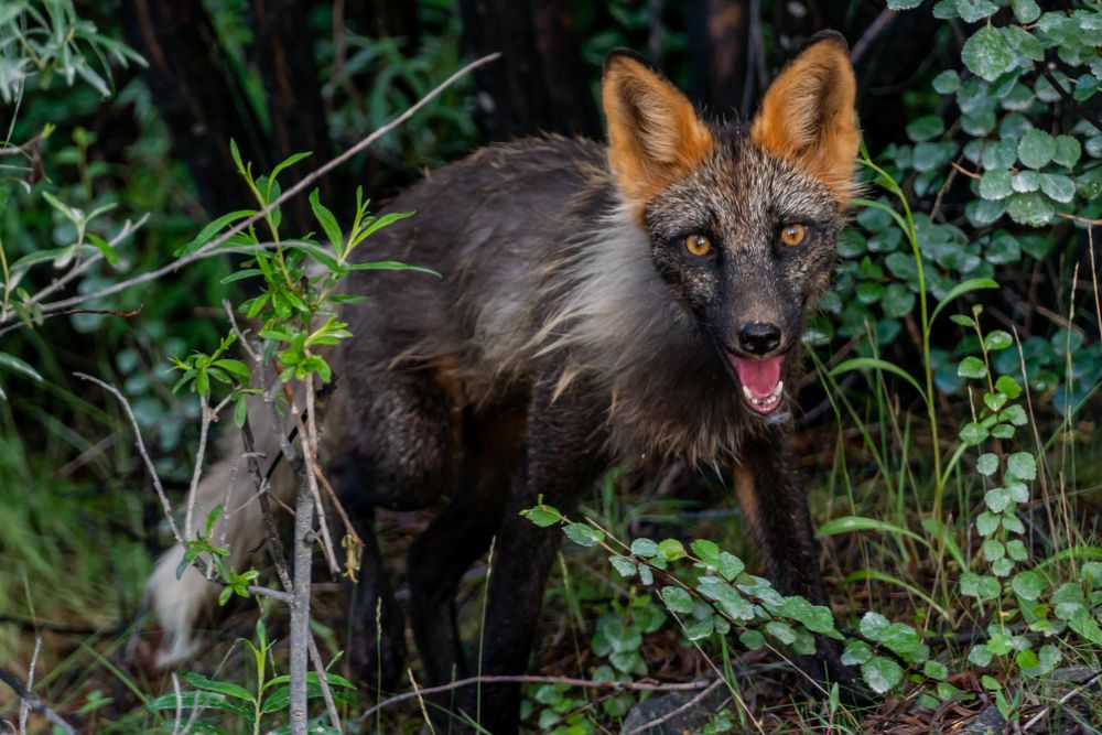 Photograph by Андрей Шишокин