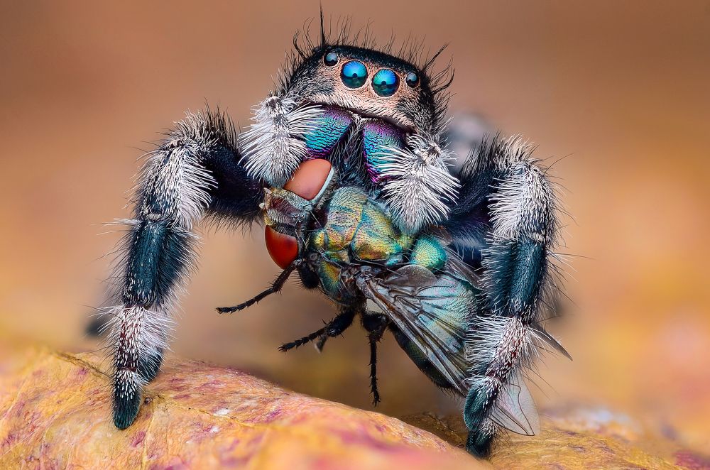 The female Phidipus spider is eating