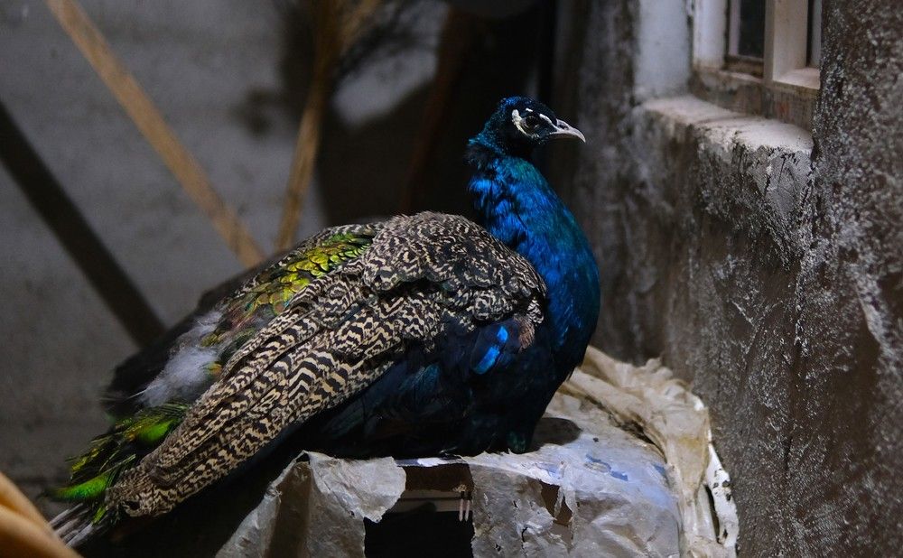 Photograph by Anna Yolshina