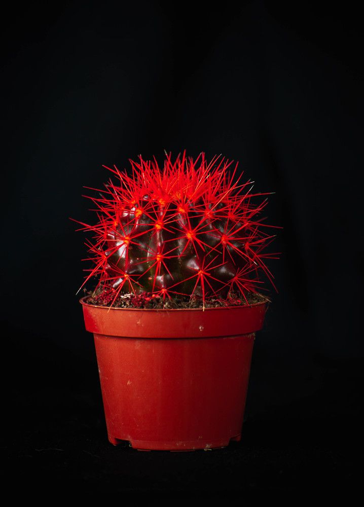 Фотография автора Aлексей Игнатьев