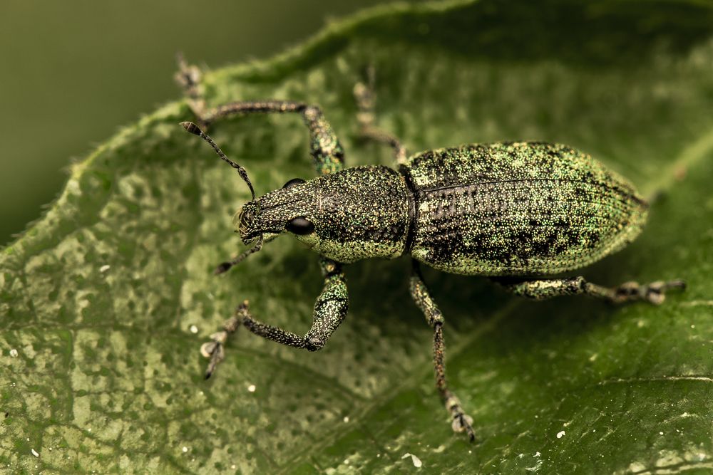 Photograph by  Md Shaheedul Alam