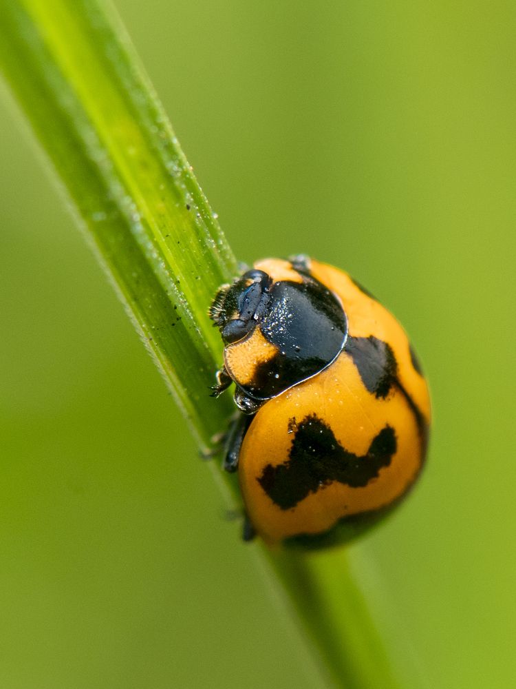 Photograph by  Md Shaheedul Alam