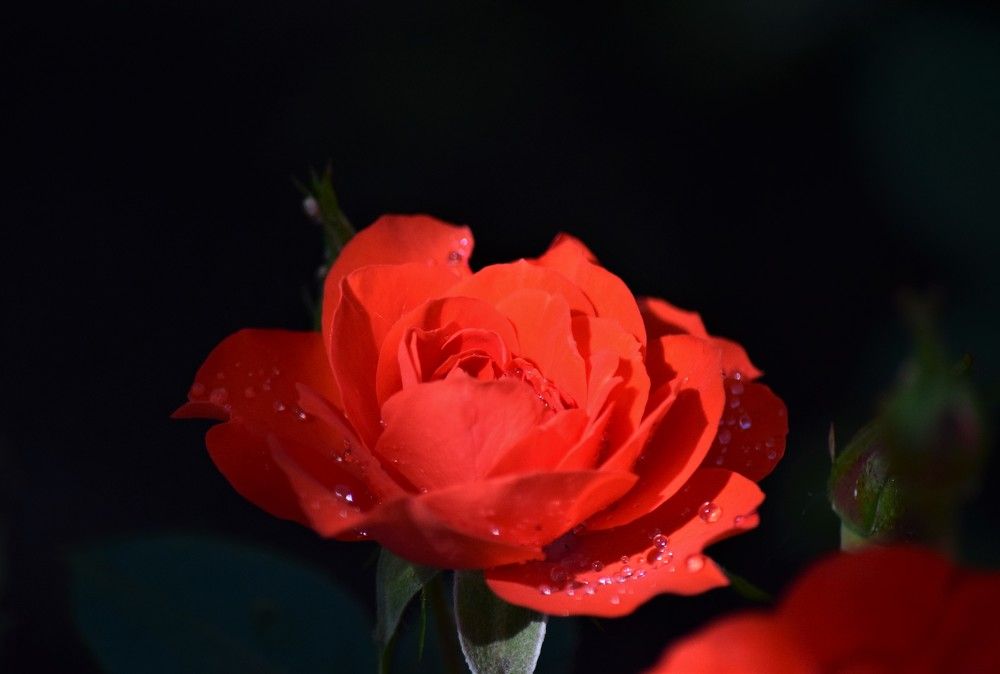 Photograph by Лариса Стрекулева