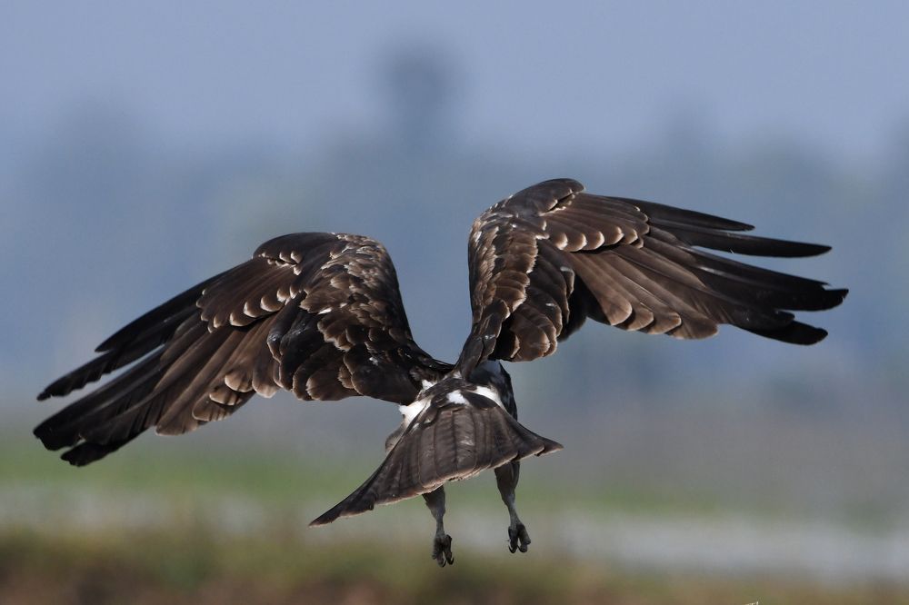 Photograph by SRIMANTA RAY