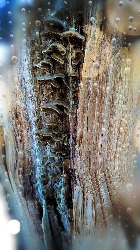 Photograph by Svetlana Victorovna Kibyakova