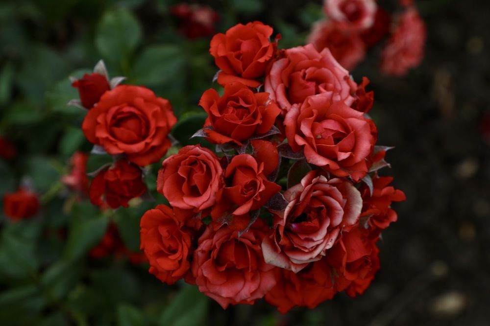 Photograph by Швец Павел