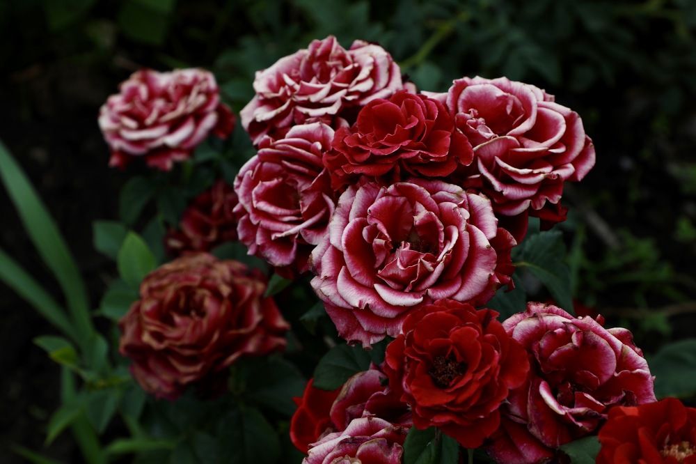 Photograph by Швец Павел