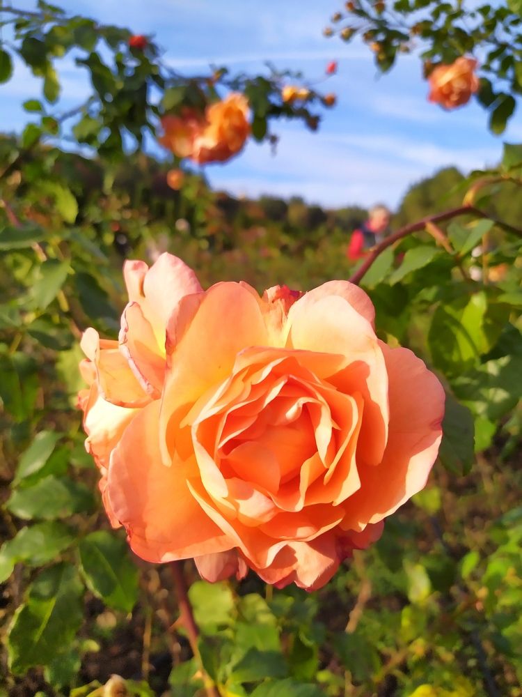 Photograph by Надежда