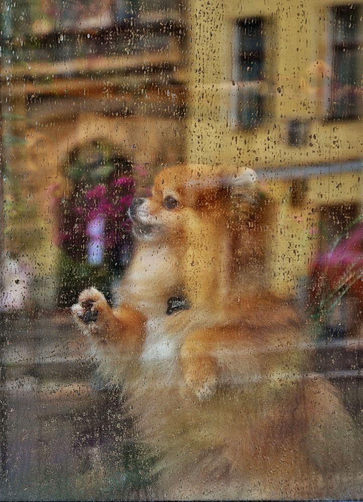 Дождливый день