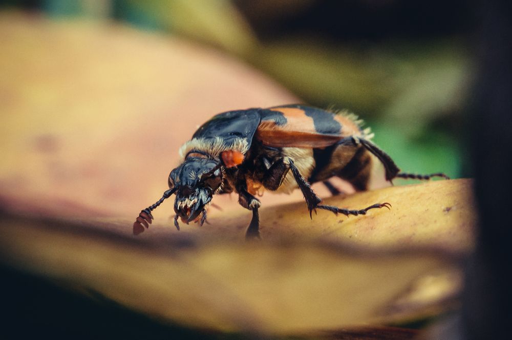 Жук- могильщик