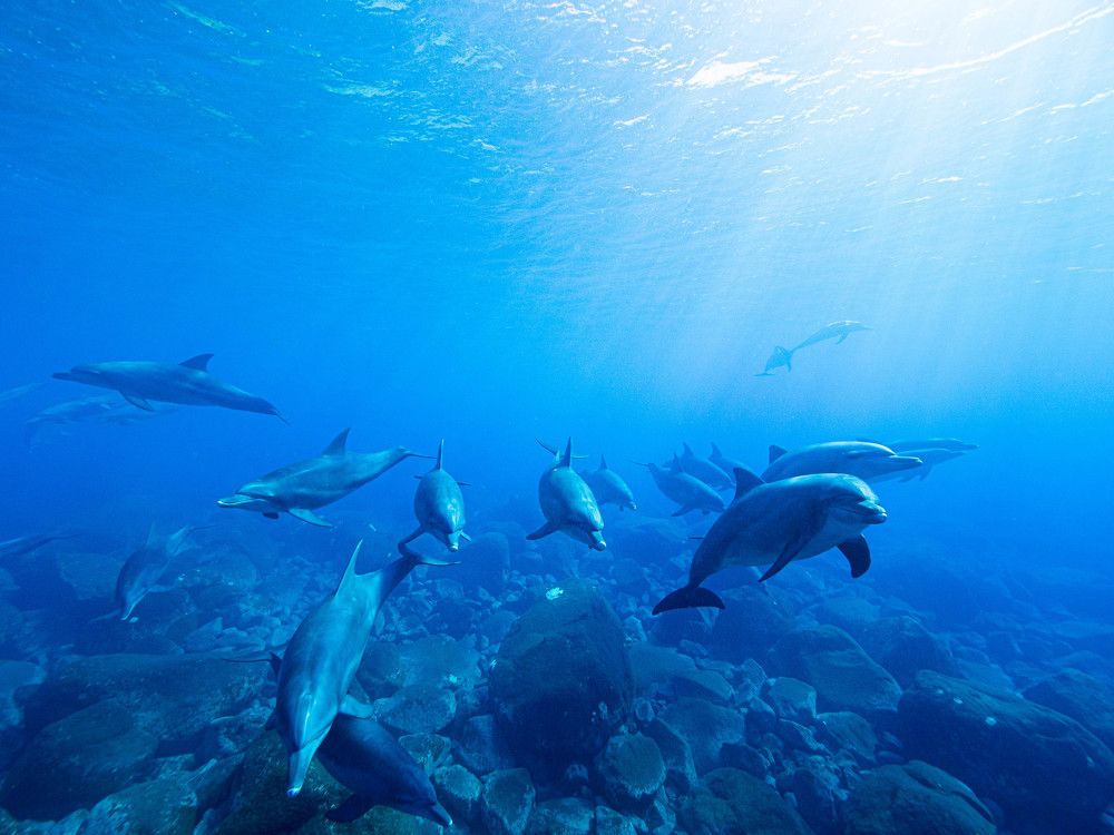 Photograph by Junya Higashi