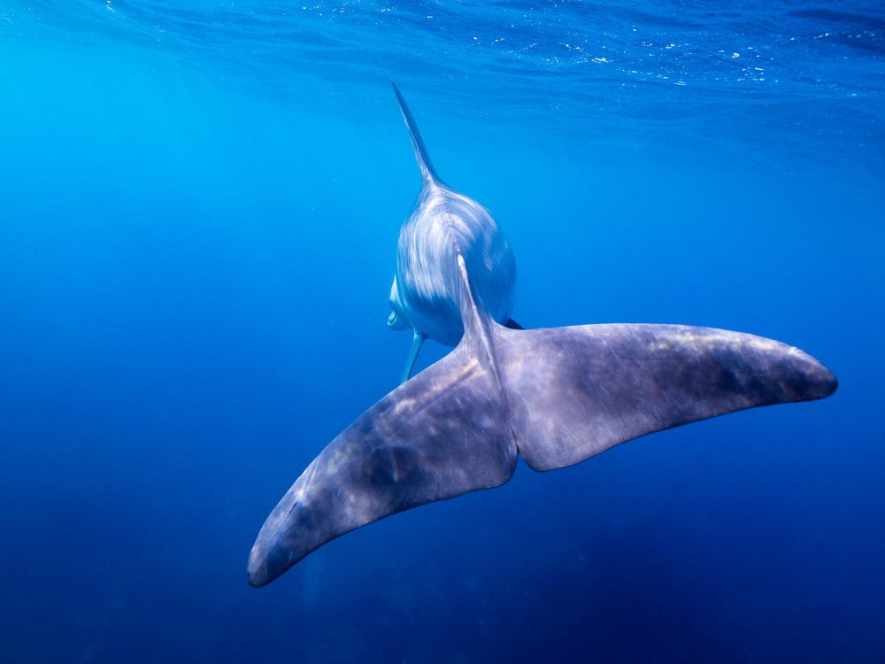 Photograph by Junya Higashi