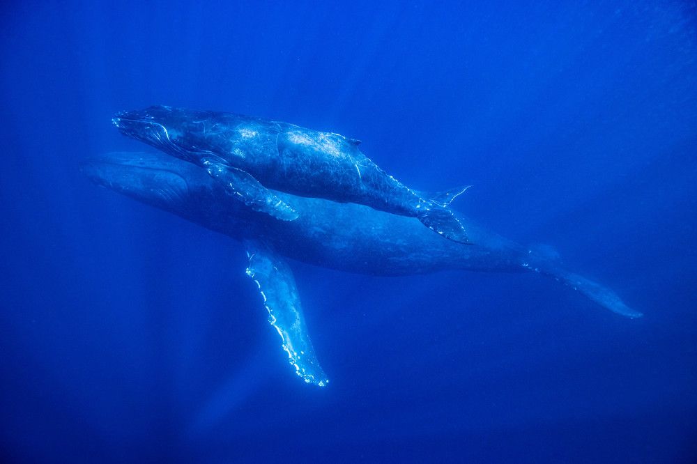 Photograph by Junya Higashi