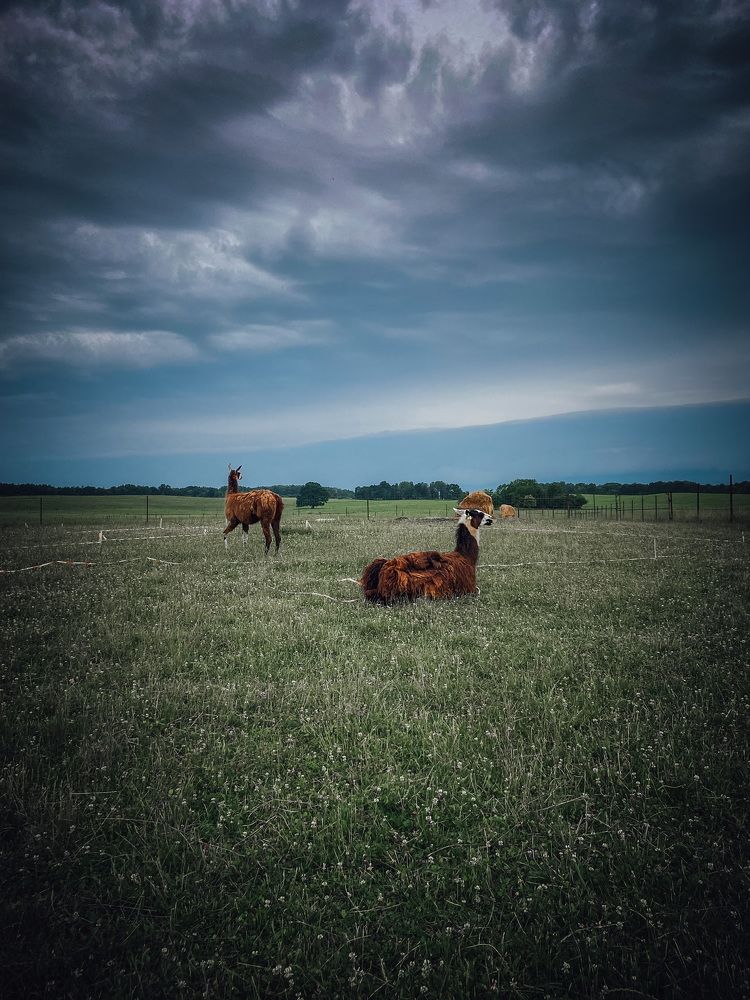 Photograph by Юлия Пыльцева