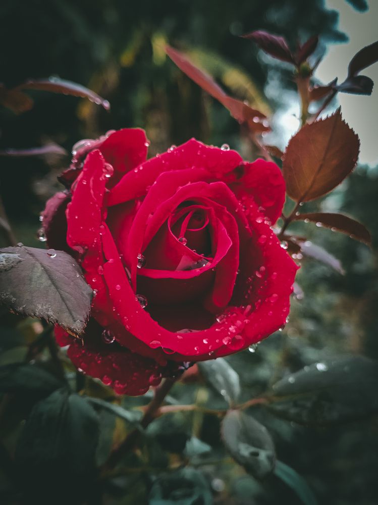 Photograph by Souvik Bhowmik