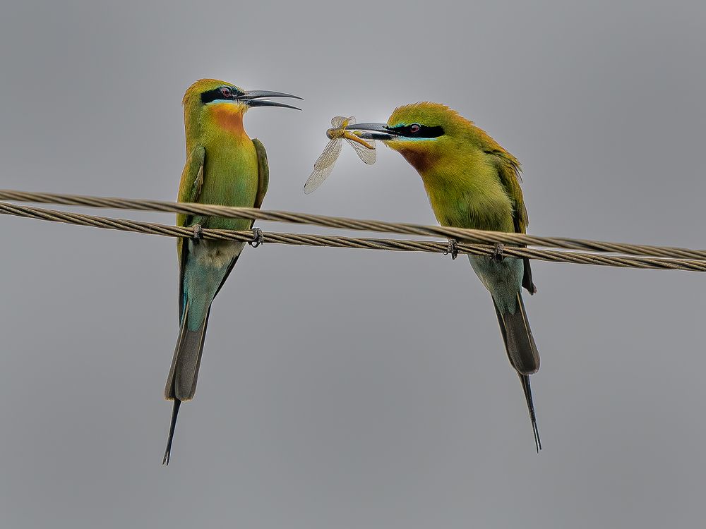 Photograph by Basavaraj M