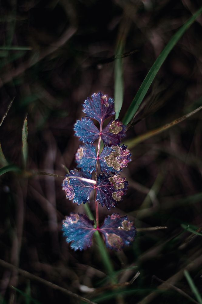 Лесной одиночка