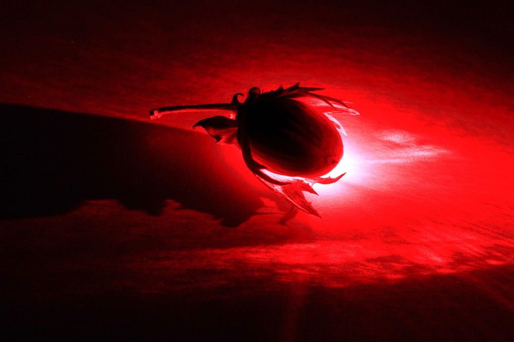 Тот ещё фрукт.