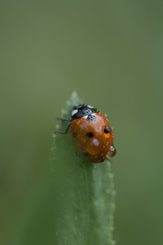 Photograph by farshid ashkar