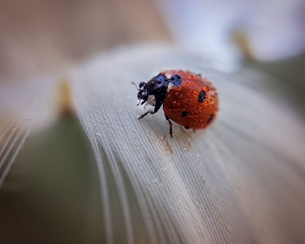 Photograph by farshid ashkar