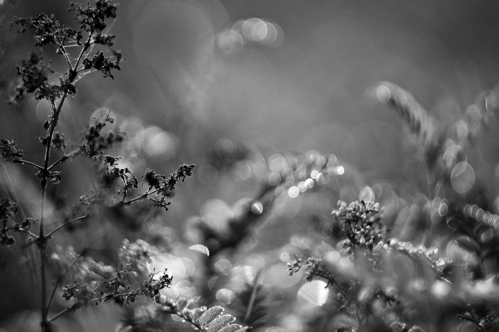 Фантазийный черно-белый