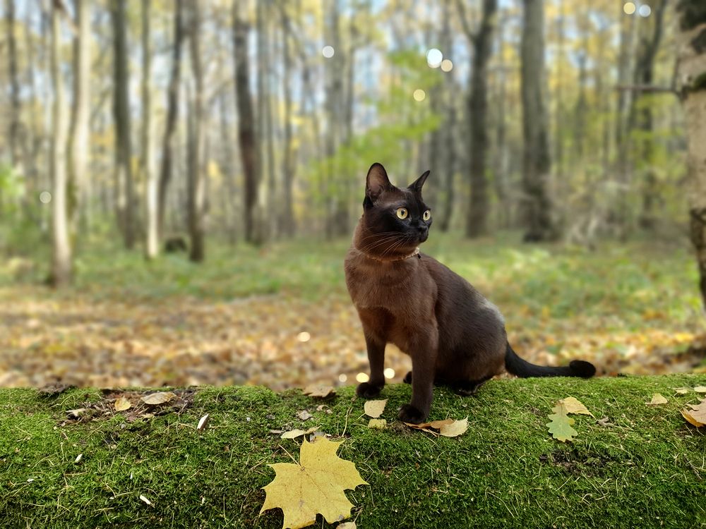 Фотография автора Надежда Лисицына