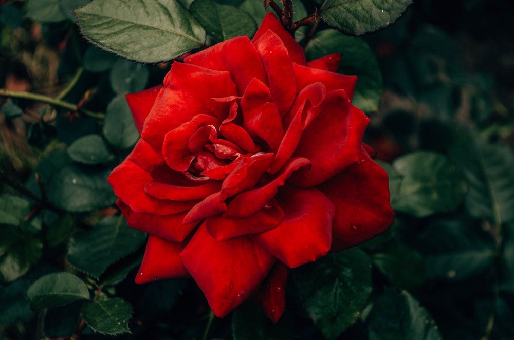 Photograph by Яна Ревис