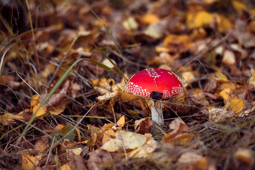 Красный одиночка